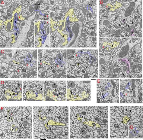 Frontiers Invaginating Structures In Synapses Perspective