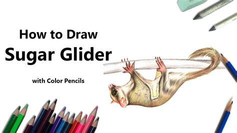 How To Draw A Sugar Glider With Color Pencils Time Lapse Youtube