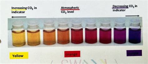 Gas Exchange In Flowering Plants Core Practical Biology Igcse