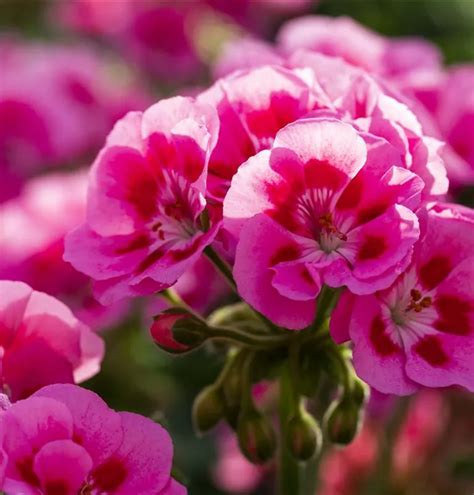 Pelargonium Zonale Sunrise Graziella Zonal Pelargonie Sunrise