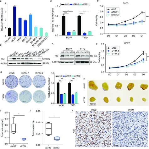 Tim Knockdown Inhibits Breast Cancer Cell Proliferation A B Relative