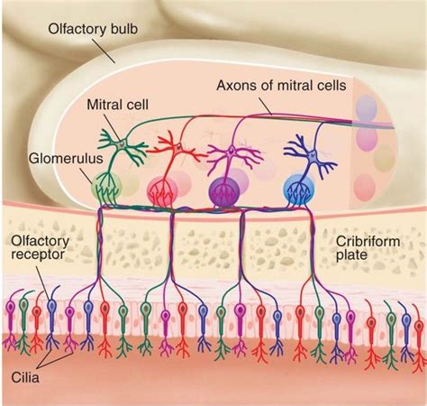 Olfactory Receptor Cells Are Best Described as