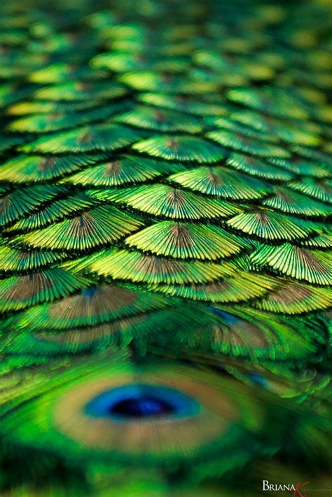 Green Color In Nature: Photo Contest Finalists - VIEWBUG.com