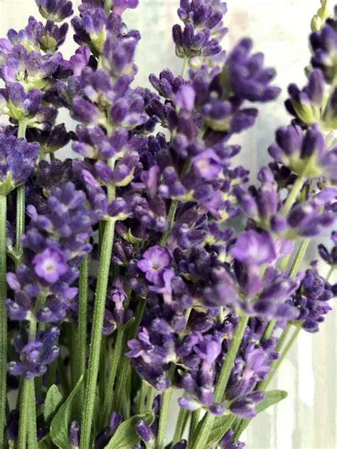 English Lavender Plant