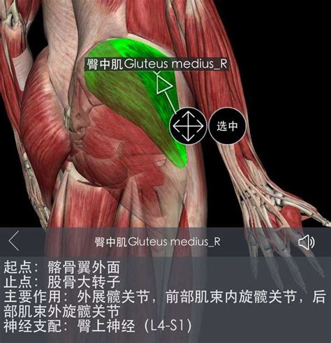 大腿肌肉太突出，感觉整条腿不协调，我该怎么练？ 知乎