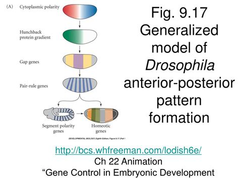 Ppt Bio Embryology Lecture Drosophila Body Plan Powerpoint