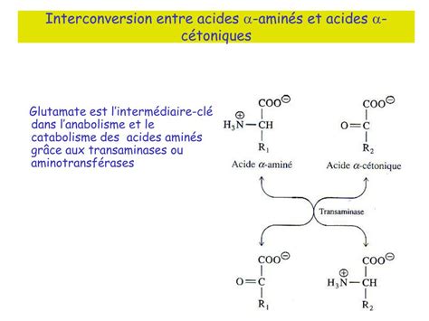 PPT Métabolisme des acides aminés PowerPoint Presentation free