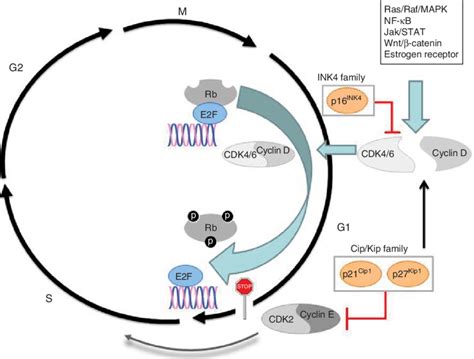 Cell Cycle Cyclin D