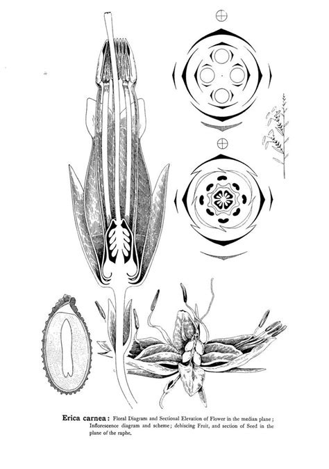 Types Of Floral Mechanism A Selection Of Diagrams And Descriptions Of