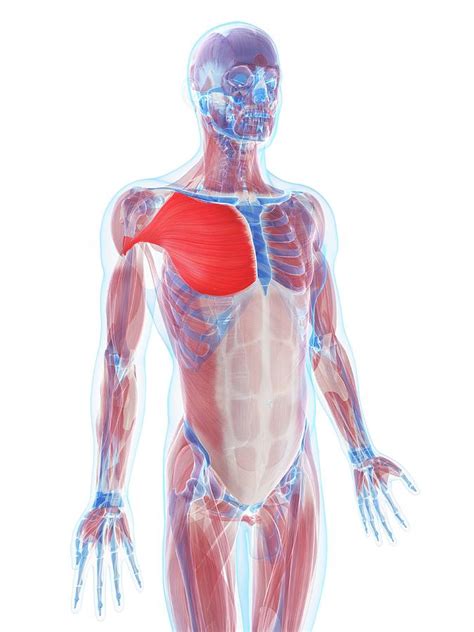 Pectoralis Major Muscle Photograph By Sciepro Science Photo Library