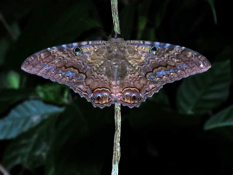 Polilla Bruja CHOCAMAN INaturalist