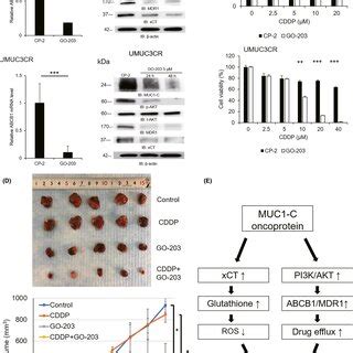 Immunostaining Of Mucin Cterminal Subunit Muc C In Patients With