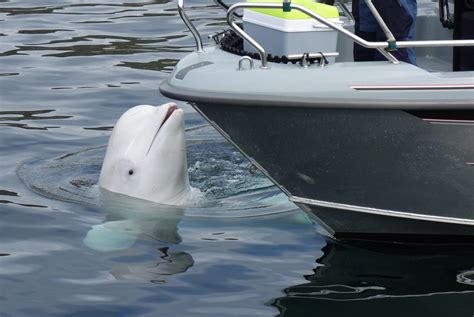 Hvaldimir il beluga spia russa di Putin è stato trovato morto in