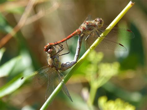 Edit Free Photo Of Dragonflies Copulation Dragonflies Mating