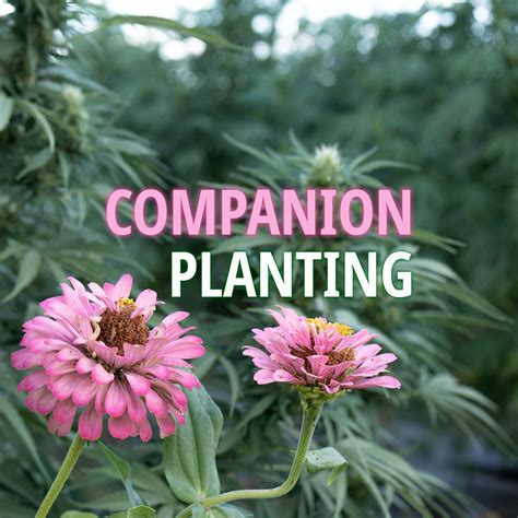 Companion Planting for Hemp - Fern Valley Farms