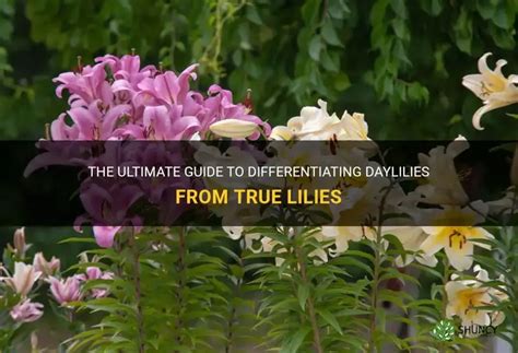 The Ultimate Guide To Differentiating Daylilies From True Lilies ShunCy