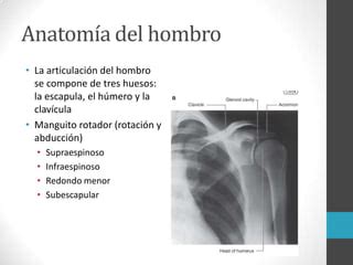 S Ndrome De Pinzamiento Del Hombro Ppt