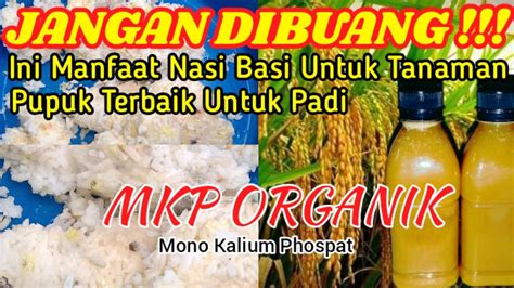 JANGAN DIBUANG Begini Cara Membuat Pupuk Organik Cair Dari Nasi