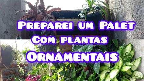 PREPAREI UM PALET PARA MINHAS PLANTAS ORNAMENTAIS VEJAM COMO FICARAM