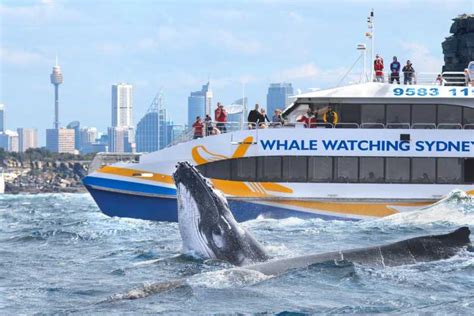 Sydney 3 Hour Whale Watching Tour By Catamaran GetYourGuide