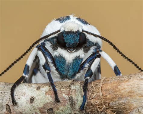 leopard moth on Tumblr