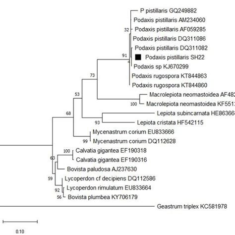 Phylogenetic Tree Of ITS NrDNA Sequences Of Podaxis Spp Based On