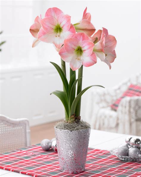 Amaryllis Flower Grow Best Flower Site