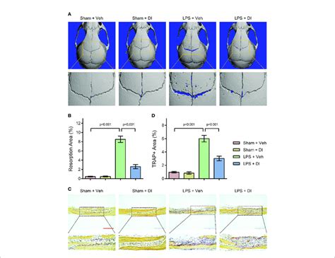 Itaconate Attenuates Lps Induced Inflammatory Bone Loss In Vivo A