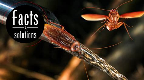 What Causes Water Roaches and How You Can Keep Them Out - Cockroach Facts