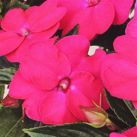 Impatiens Sunpatiens Hanging Basket - Berns Garden Center & Landscaping ...