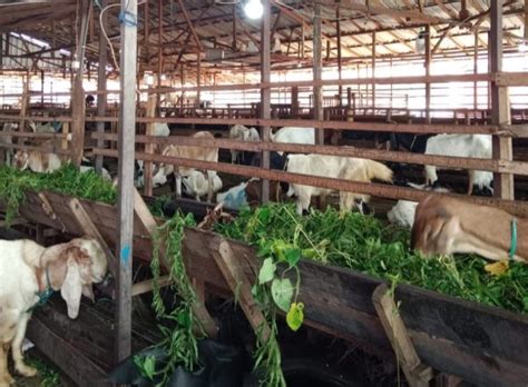 Mendekati Idul Adha Harga Kambing Mulai Naik WARTANIAGA