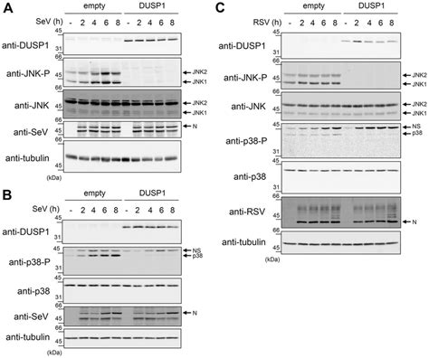 Ectopic Expression Of DUSP1 Inhibits JNK And P38 Phosphorylation