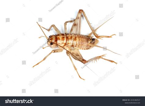 Cuban Cricket Gryllus Assimilis Species Breeding Stock Photo 2131362517 ...