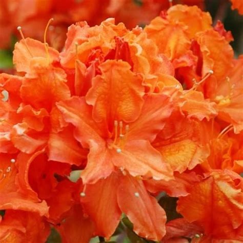 Azalée japonaise Azalea japonica Orange 25 30 C Amazon fr Jardin