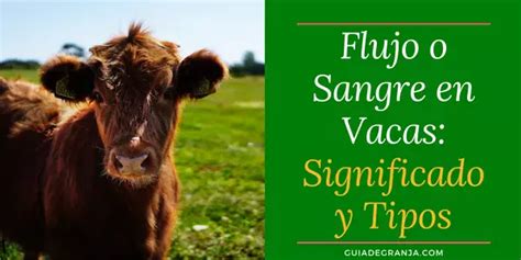 Por Qu Una Vaca Secreta Flujo O Sangre Tipos De Flujo