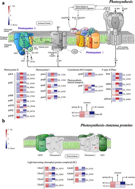 Expression Profiles Of Differently Expressed Genes Degs Involved In Download Scientific