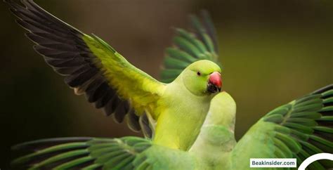 Best Green Parrot Name Ideas for Male and Female [2024]