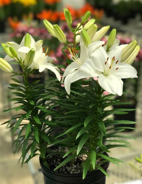 Lilium Asiaticum Lily Looks Tiny Avalanche Asiatic Lily Garden