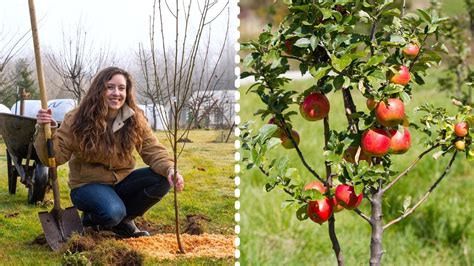 Best Time To Plant Fruit Trees In Utah - canvas-nexus