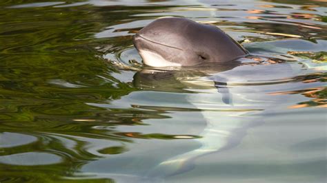 All About the Vaquita, the Most Endangered Marine Mammal