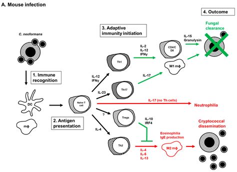 JoF Free Full Text Adaptive Immunity To Cryptococcus Neoformans