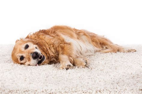 how to flush chocolate out of a dog's system