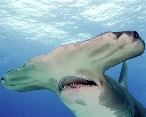 Hammerhead Shark Mouth Open