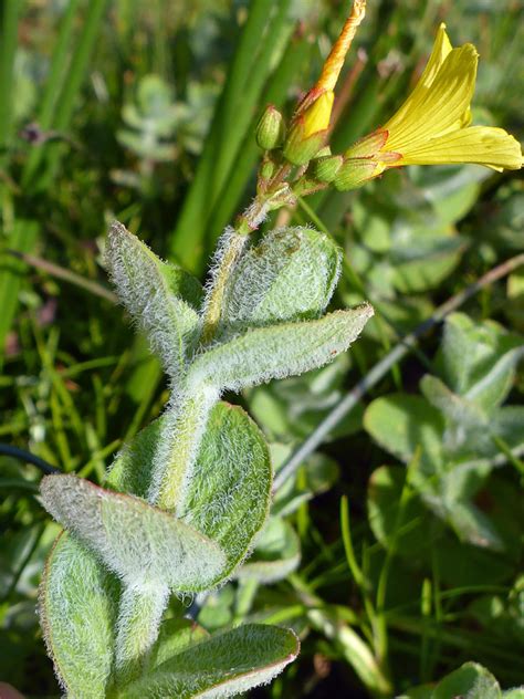 Photographs Of Hypericum Elodes Uk Wildflowers Hairy Leaves