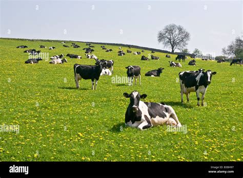 Dairy Cows In A Field Near Spennithorne In The Yorkshire Dales Stock