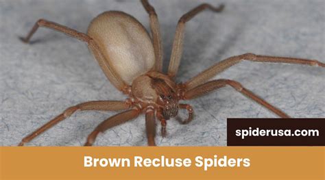 Uncovering the Secrets of Identification of Brown Recluse Spider Web ...