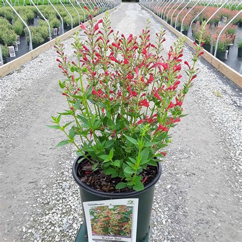 'Kudos Red' Hummingbird Mint - Grown By Overdevest