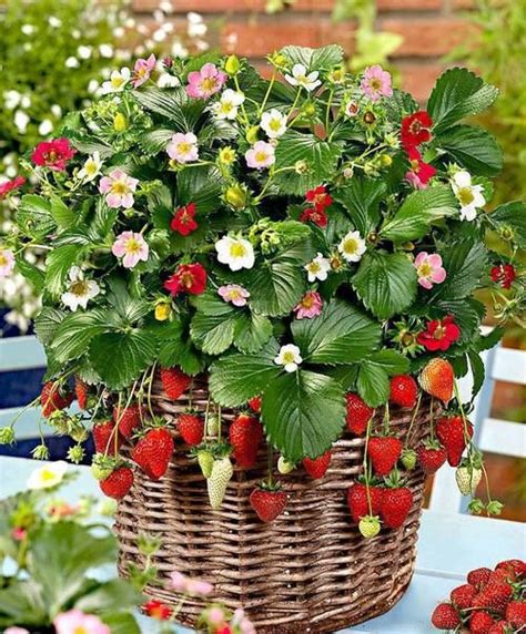 Heres A Fun Way To Grow Strawberries In A Basket Better HouseKeeper