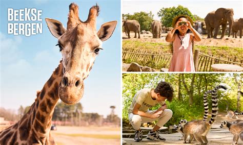 Safaripark Beekse Bergen Eintritt Safaripark Beekse Bergen Bespaar 34