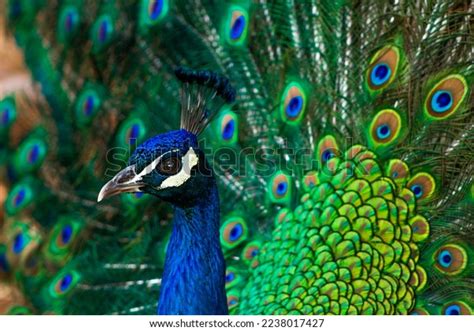 Peacock Unfolded Wings Stock Photo 2238017427 | Shutterstock